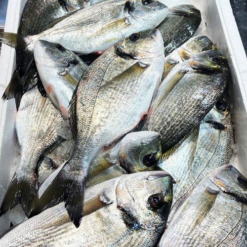 Orate pescate Pescheria gandola