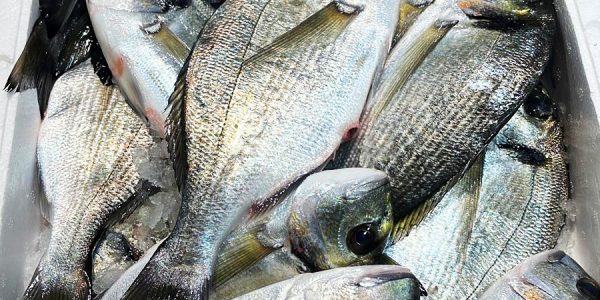 Orate pescate Pescheria gandola