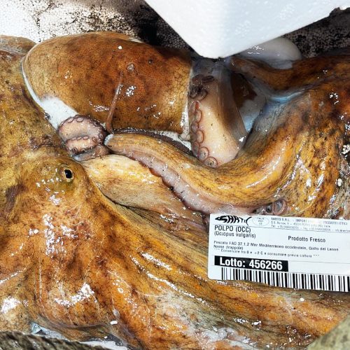 Polpo pescheria gandola