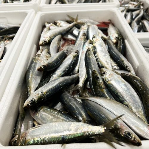 sardine pescheria gandola