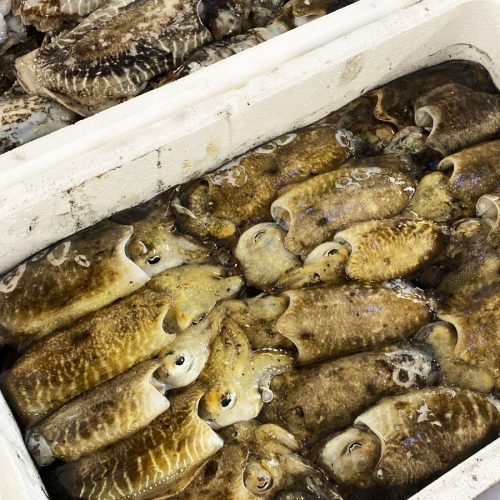 seppia nera pescheria gandola