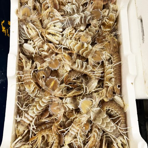 cannocchie pescheria gandola