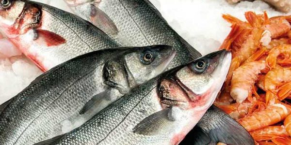 branzino allevato italia